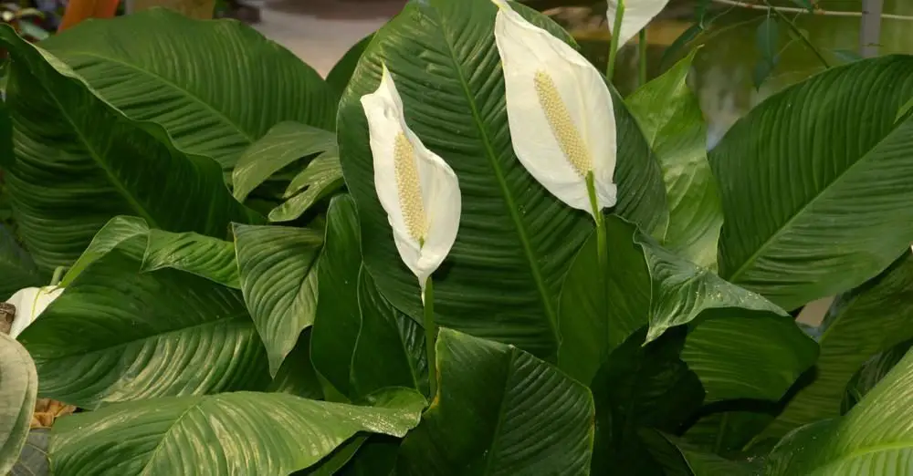 Cómo cultivar spathello en casa: los trucos para hacerlo florecer y decantarlo. – Mis Consejos Jardinería