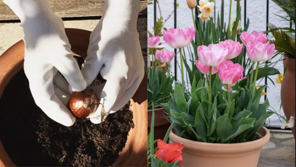 Cómo cultivar tulipanes en el jardín y la maceta. – Mis Consejos Jardinería