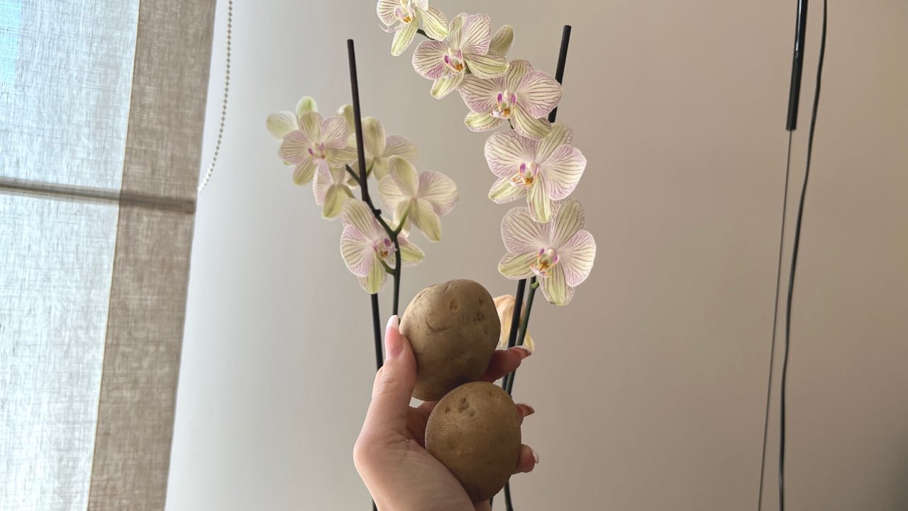 Cómo cultivar y cuidar orquídeas