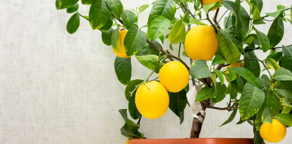 Cómo cultivar y cuidar un limonero en maceta: la guía completa – Mis Consejos Jardinería