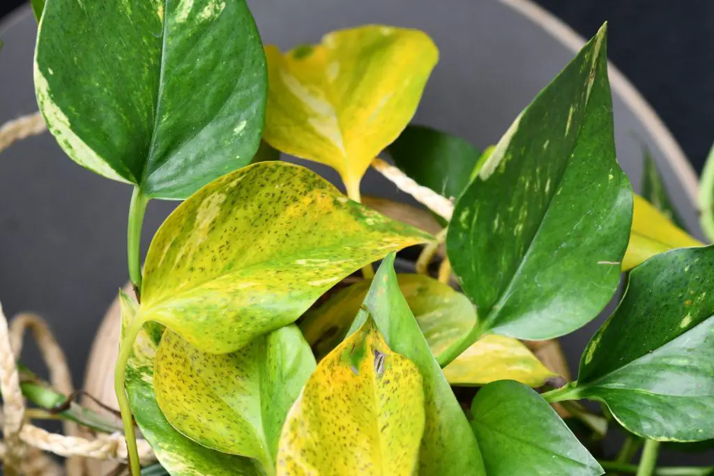Cómo curar Pothos con hojas secas en agua – Mis Consejos Jardinería
