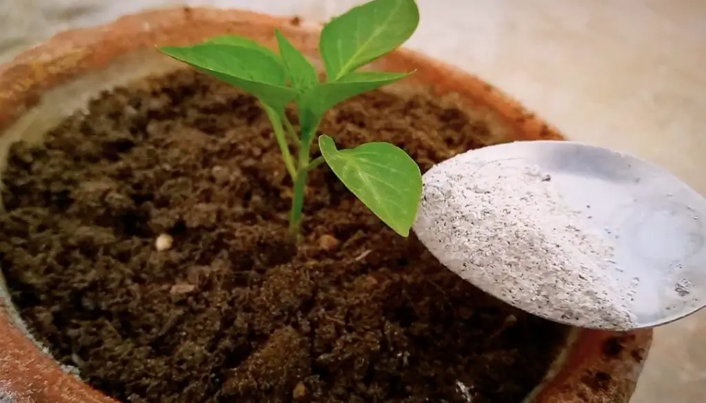 Cómo curar la planta de pimienta en deficiencia de nutrientes – Mis Consejos Jardinería