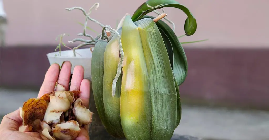 Cómo curar las hojas amarillas de la orquídea: el método natural. – Mis Consejos Jardinería