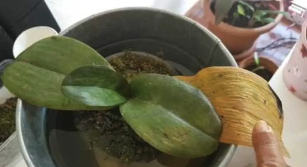 Cómo curar las hojas amarillas de las orquídeas: el método con un ingrediente natural. – Mis Consejos Jardinería
