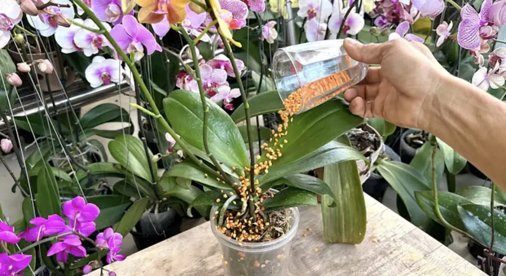 Cómo curar las plantas moribundas: el remedio natural con lentejas – Mis Consejos Jardinería