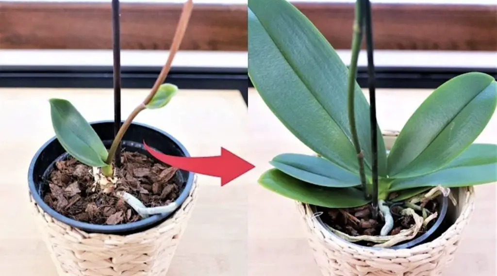 Cómo curar orquídeas con jabón de Marsella – Mis Consejos Jardinería