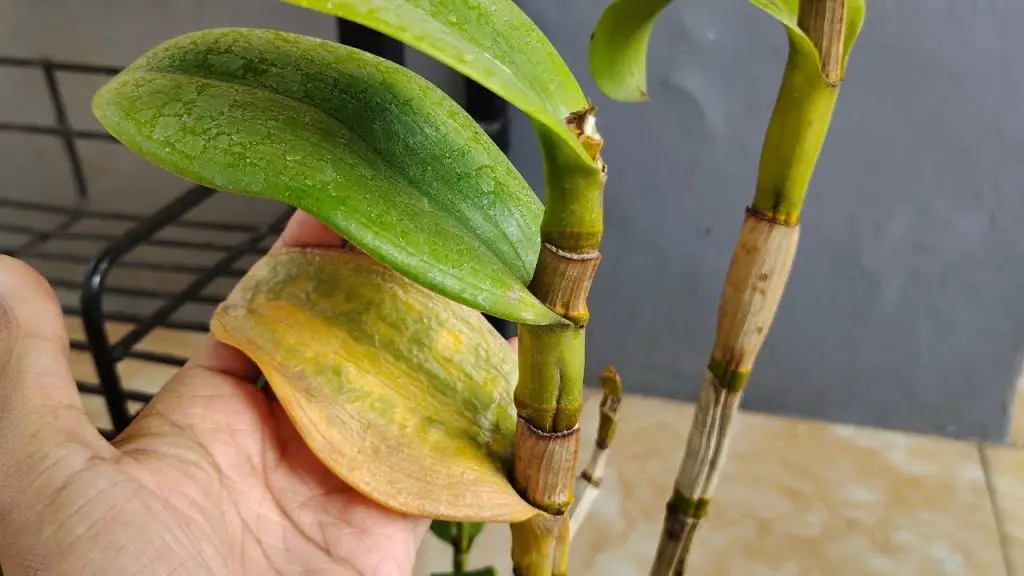 Cómo curar orquídeas enfermas: el método natural y efectivo – Mis Consejos Jardinería