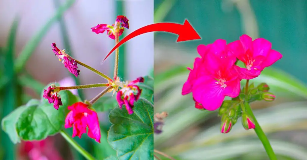 Cómo curar un geranio arruinado por la lluvia – Mis Consejos Jardinería