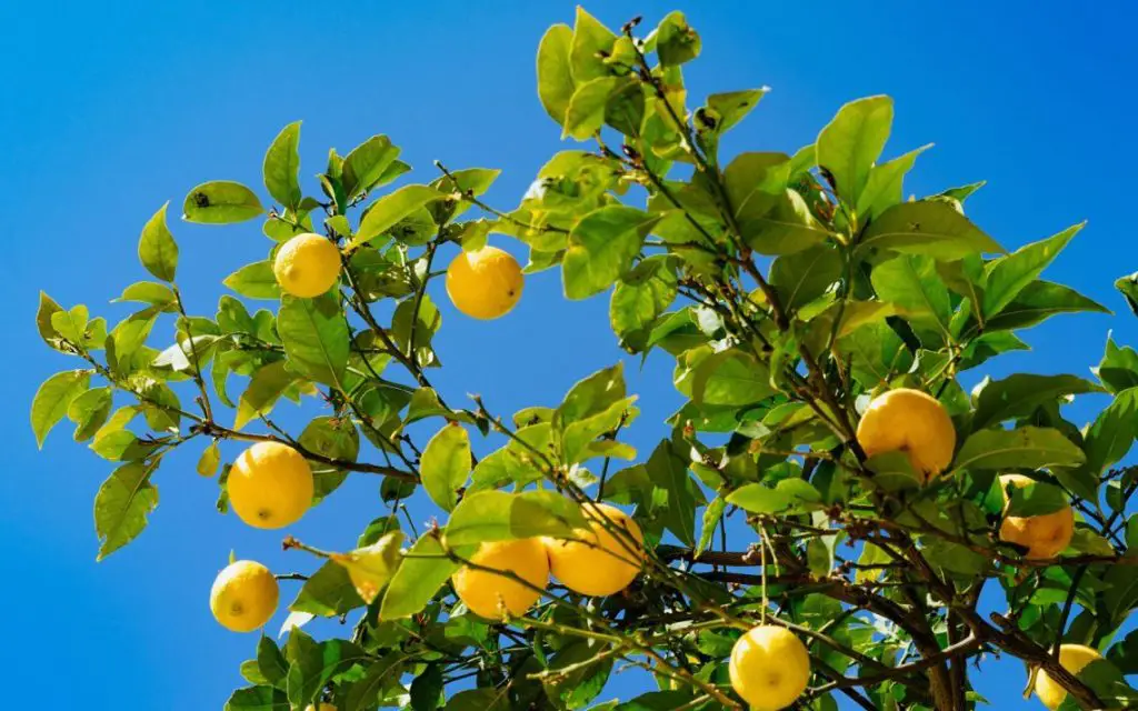 Cómo decantar correctamente la planta de limón – Mis Consejos Jardinería