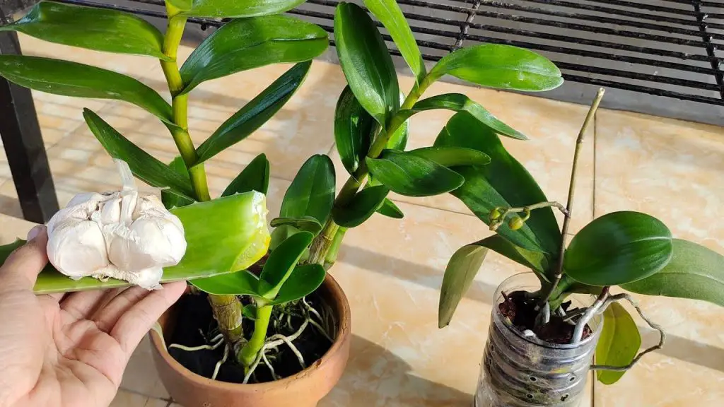Cómo desempolvar plantas: dos métodos fáciles con ingredientes naturales – Mis Consejos Jardinería
