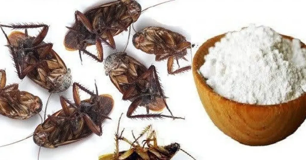 Cómo deshacerse de las cucarachas con ingredientes naturales – Mis Consejos Jardinería