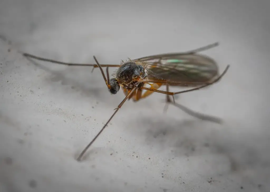 Cómo deshacerse de los mosquitos rápidamente: este es el truco que sorprende a todos – Mis Consejos Jardinería