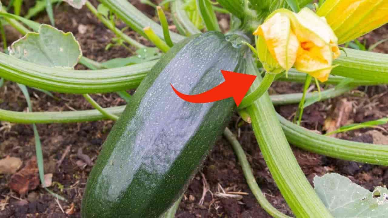 Chorro secundario de calabacín