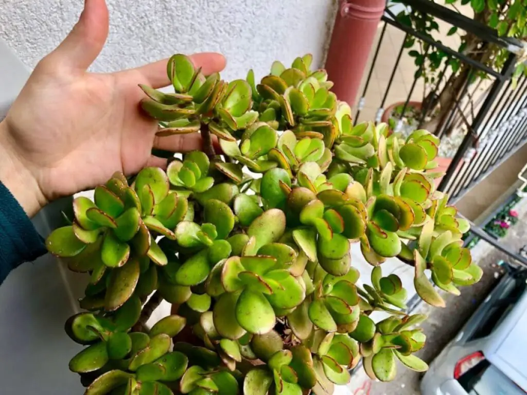 Cómo eliminar las plagas de las raíces de las plantas. – Mis Consejos Jardinería