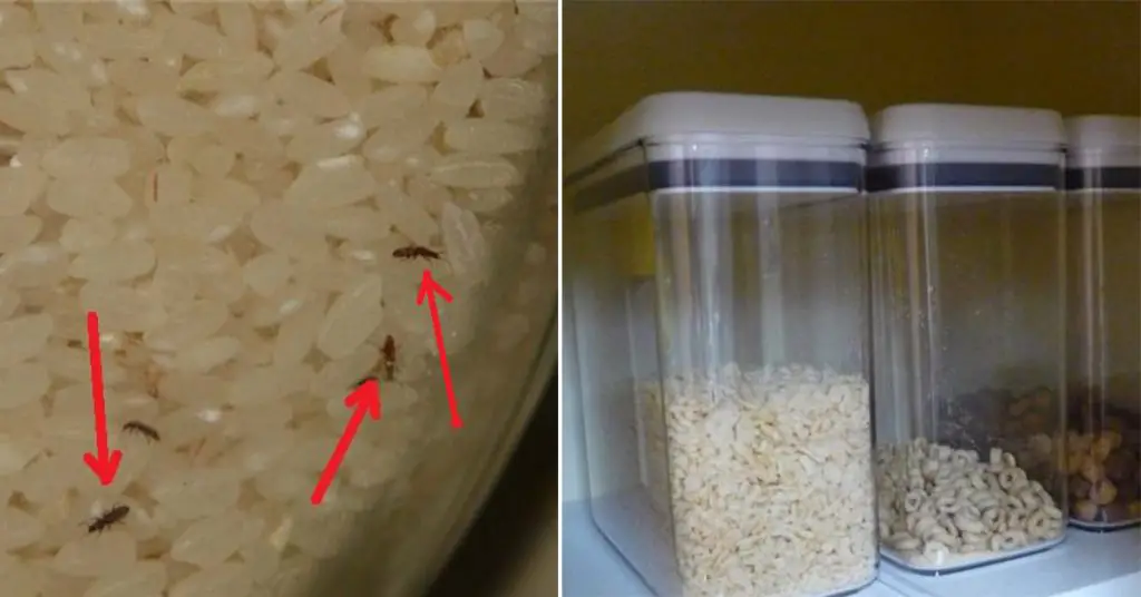 Cómo eliminar los molestos bichos verdes entre la ropa tendida a secar – Mis Consejos Jardinería
