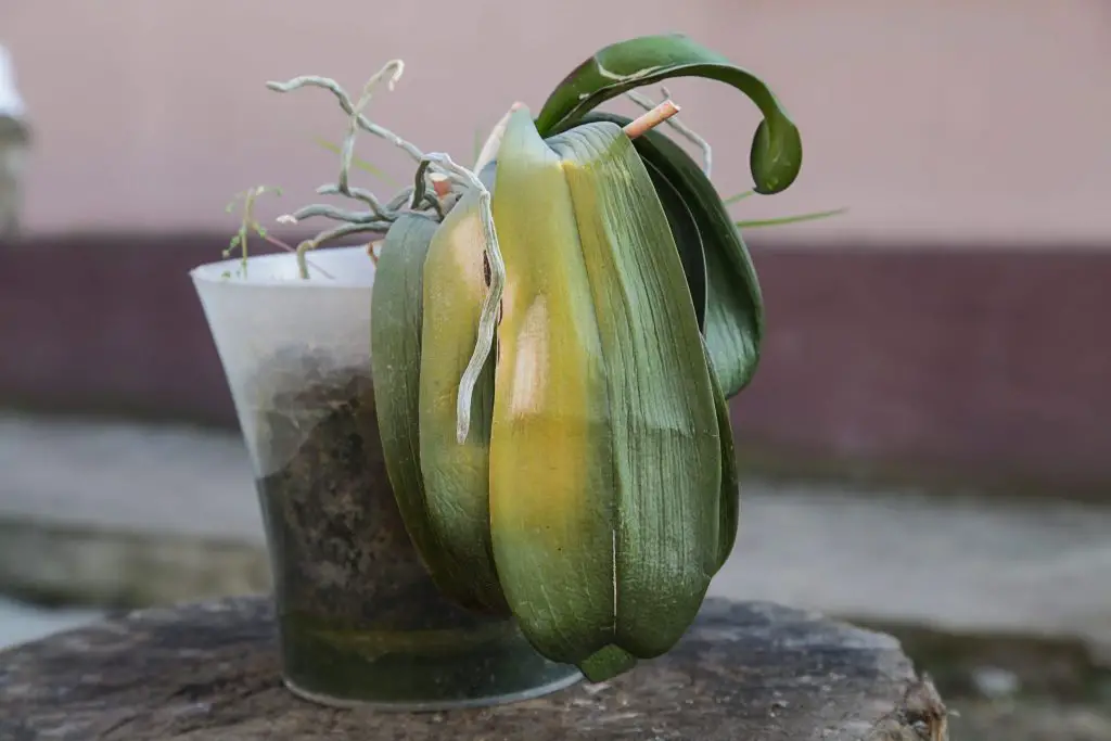 Cómo encontrar una orquídea moribunda con chalotes y aloe vera – Mis Consejos Jardinería