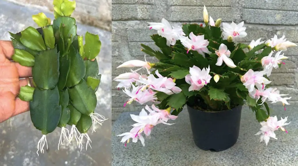 Cómo enraizar esquejes con ingredientes naturales: el remedio casero – Mis Consejos Jardinería