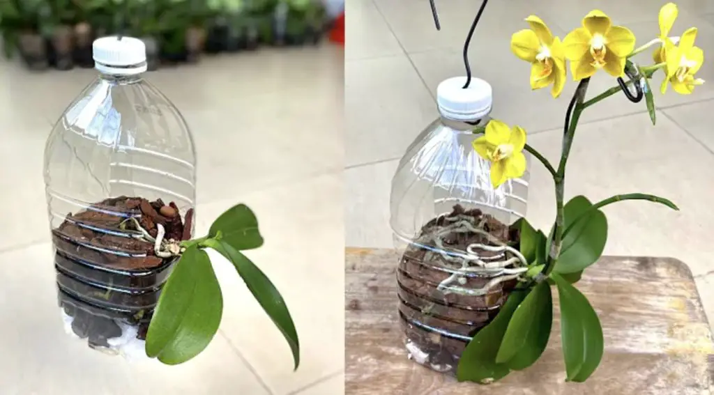 Cómo enraizar la orquídea: el método con botellas de plástico recicladas – Mis Consejos Jardinería