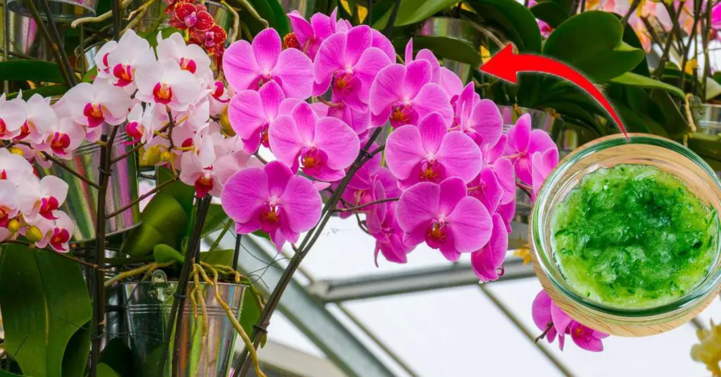 Cómo estimular el crecimiento de las orquídeas: el método natural. – Mis Consejos Jardinería