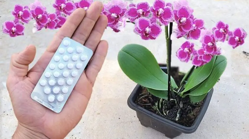 Cómo estimular el crecimiento radicular: 5 remedios caseros para tus plantas – Mis Consejos Jardinería