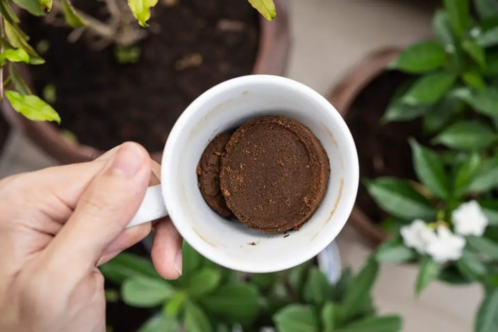 Cómo estimular la floración de las plantas: 3 métodos simples para probar – Mis Consejos Jardinería