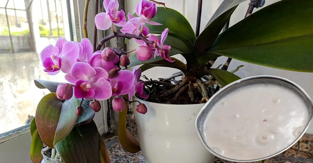 Cómo fertilizar orquídeas: el método natural y efectivo. – Mis Consejos Jardinería