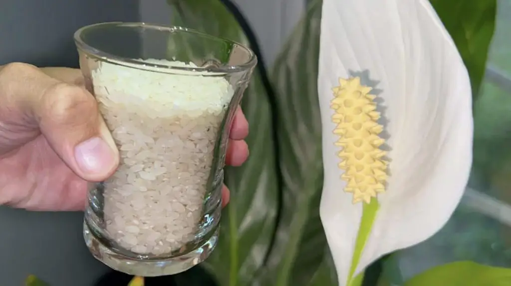 Cómo fertilizar plantas usando arroz – Mis Consejos Jardinería