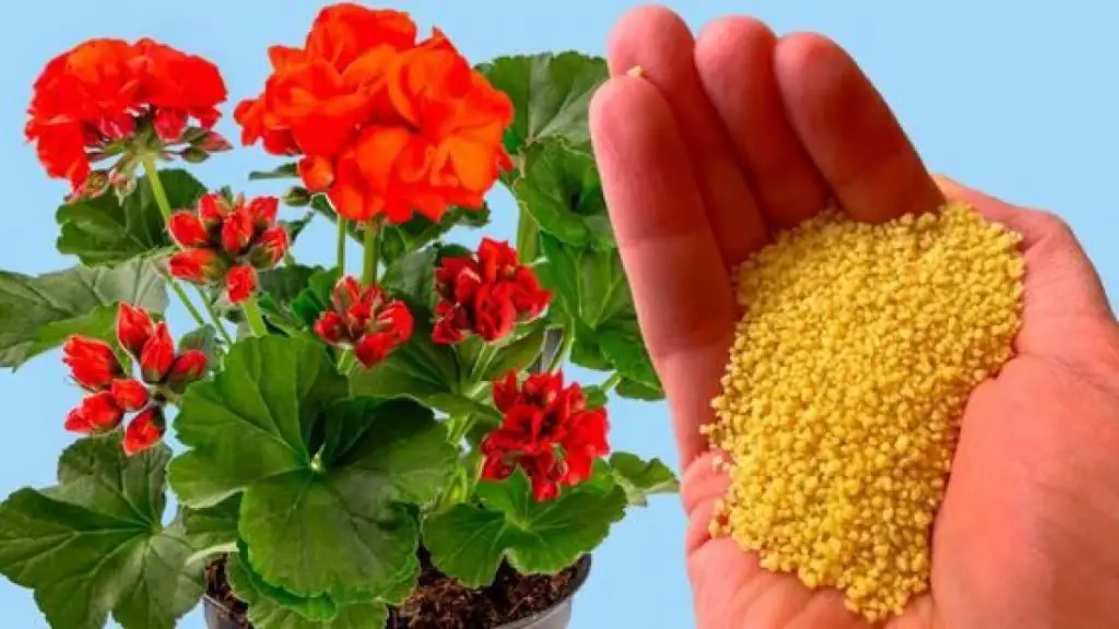 Cómo fertilizar y propagar el geranio: los trucos para hacerlo crecer exuberante – Mis Consejos Jardinería