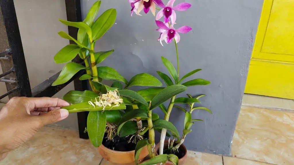 Cómo fortalecer las orquídeas: el fertilizante natural y efectivo. – Mis Consejos Jardinería