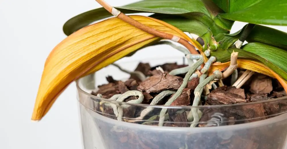 Cómo fortalecer nuevos brotes de orquídeas: el método con cáscara de plátano. – Mis Consejos Jardinería