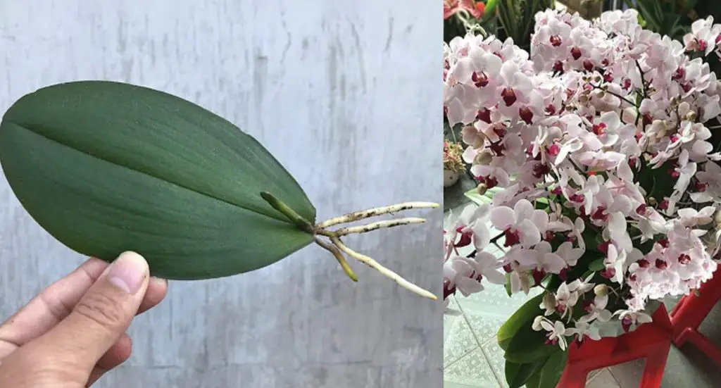 Cómo guardar orquídeas: el método con lima y canela. – Mis Consejos Jardinería