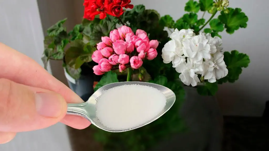 Cómo hacer agua enriquecida para estimular y aumentar la floración de las plantas – Mis Consejos Jardinería