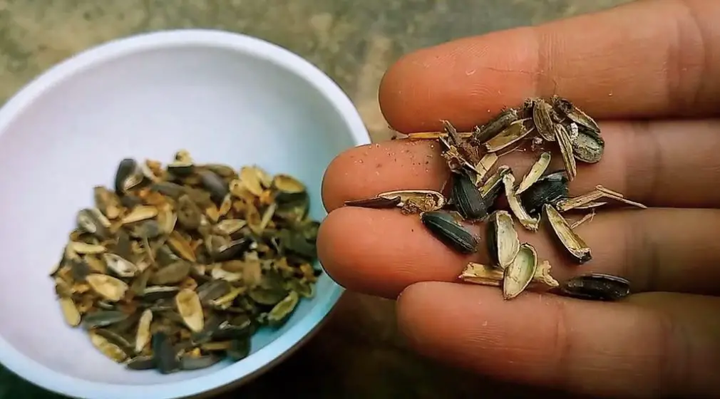 Cómo hacer compost con residuos de semillas y frutos secos – Mis Consejos Jardinería