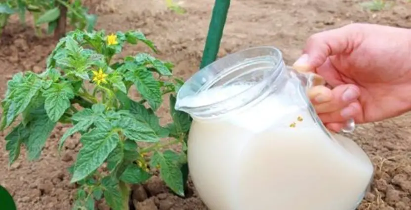 Cómo hacer fértil el suelo de tus plantas – Mis Consejos Jardinería