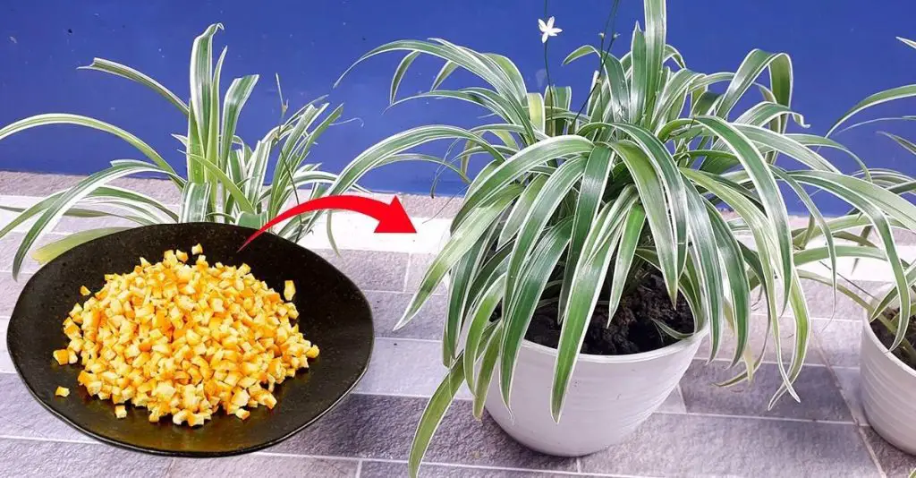 Cómo hacer fertilizantes naturales: los ingredientes que son buenos para tus plantas – Mis Consejos Jardinería