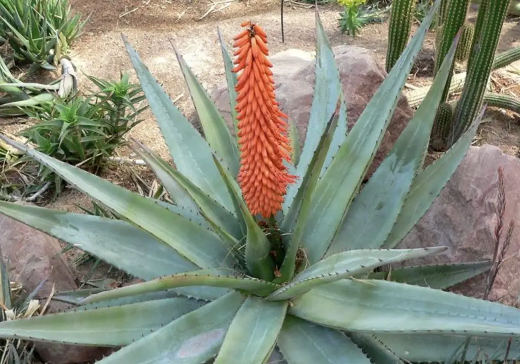 Cómo hacer florecer el aloe vera: consejos a seguir – Mis Consejos Jardinería