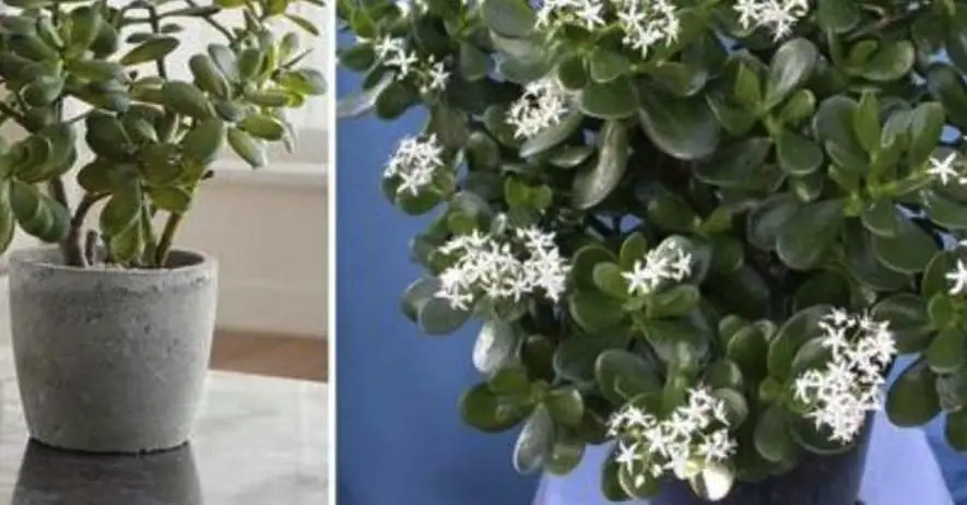 Cómo hacer florecer el árbol de jade – Mis Consejos Jardinería