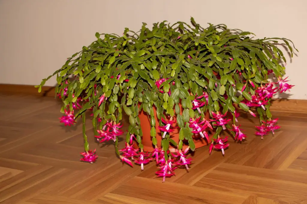 Cómo hacer florecer el cactus navideño durante todo el año – Mis Consejos Jardinería
