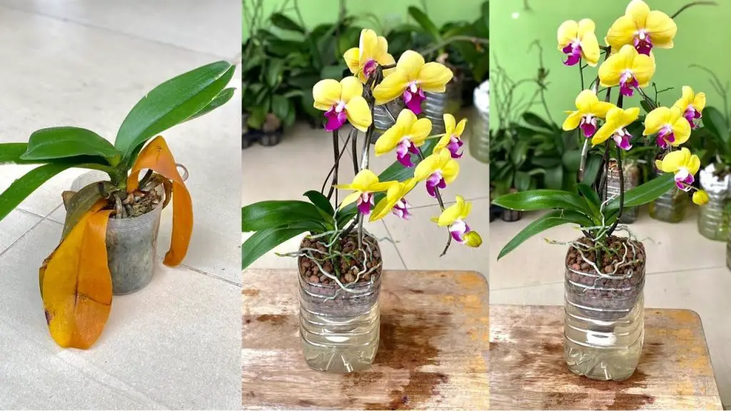 Cómo hacer florecer la orquídea en invierno. – Mis Consejos Jardinería