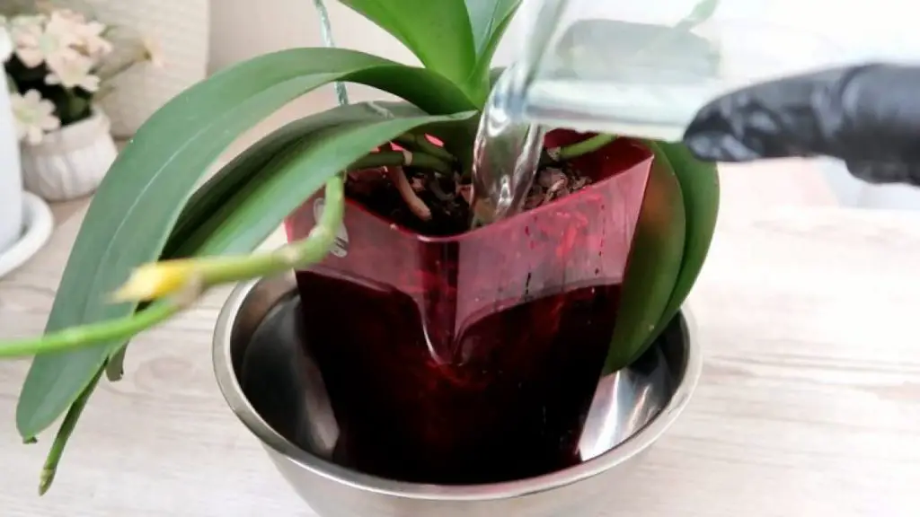 Cómo hacer florecer las orquídeas con jugo de aloe vera – Mis Consejos Jardinería