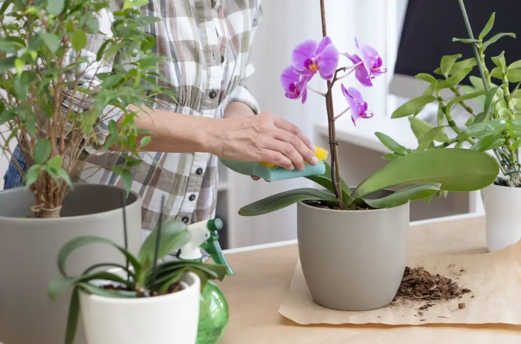 Cómo hacer florecer las orquídeas con un ingrediente natural – Mis Consejos Jardinería