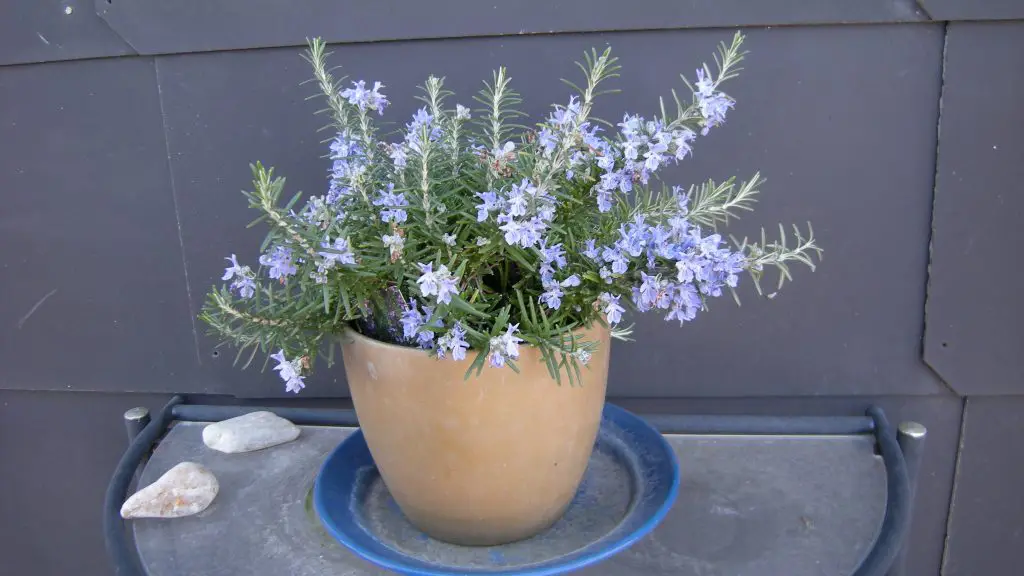 Cómo hacer florecer romero para perfumar toda la casa – Mis Consejos Jardinería