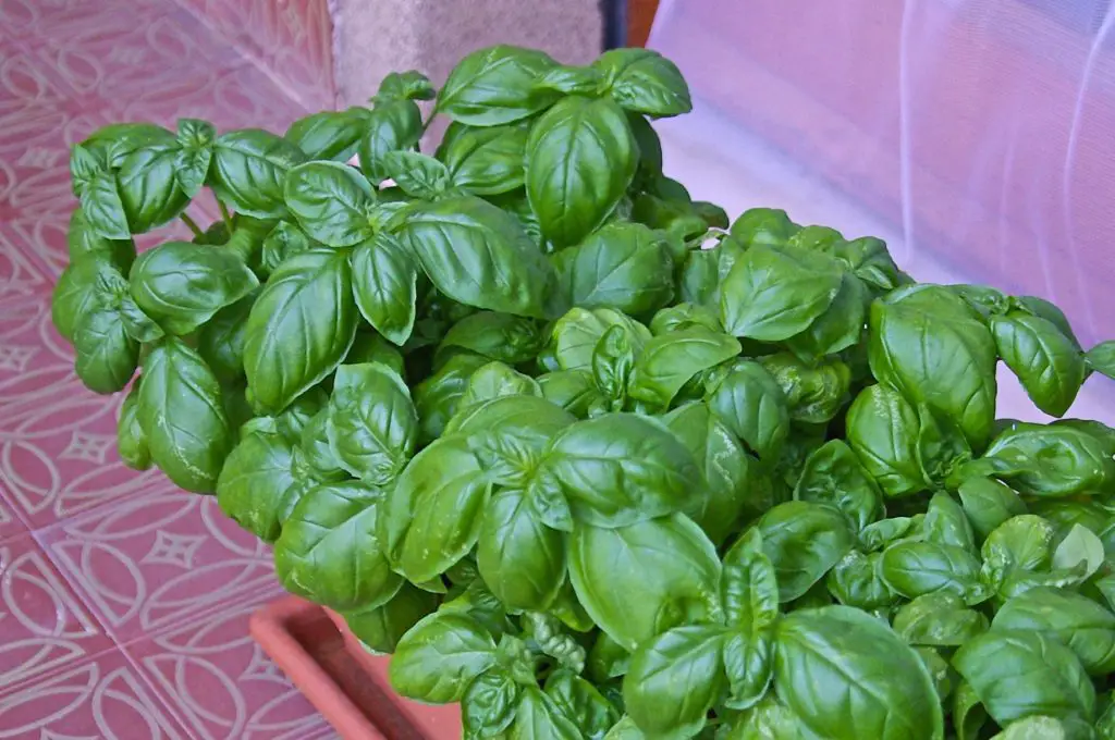 Cómo hacer que la albahaca dure más tiempo – Mis Consejos Jardinería