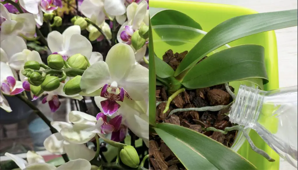 Cómo hacer que la orquídea florezca en climas fríos. – Mis Consejos Jardinería