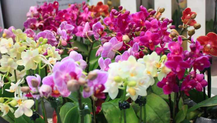 como hacer que florezcan las orquideas
