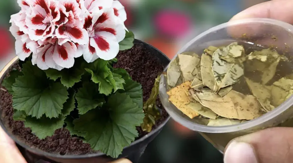 Cómo hacer “té de compost”: la infusión para nutrir tus plantas – Mis Consejos Jardinería