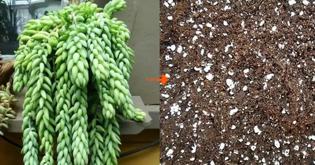 Cómo hacer un buen sustrato casero para suculentas (4 recetas) – Mis Consejos Jardinería