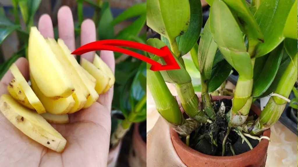 Cómo hacer un excelente fertilizante orgánico: el método con papas. – Mis Consejos Jardinería