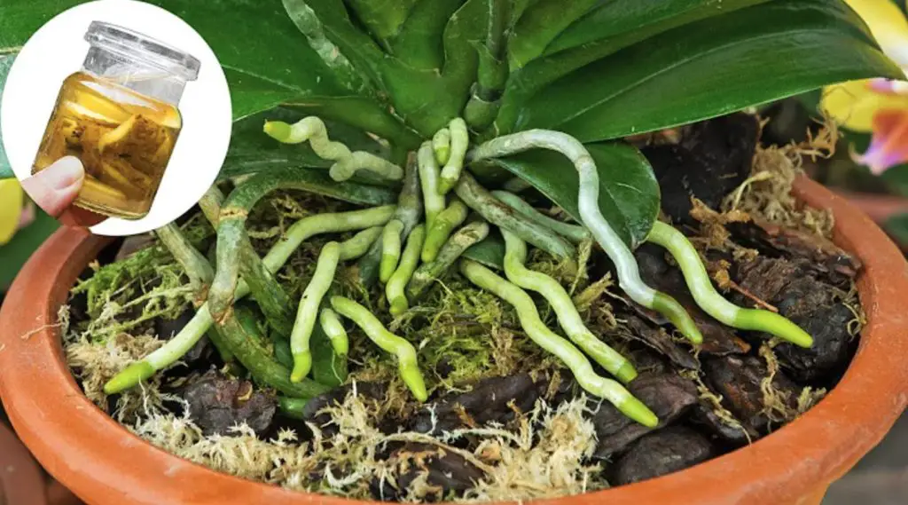 Cómo hacer un fertilizante líquido a partir de cenizas. – Mis Consejos Jardinería