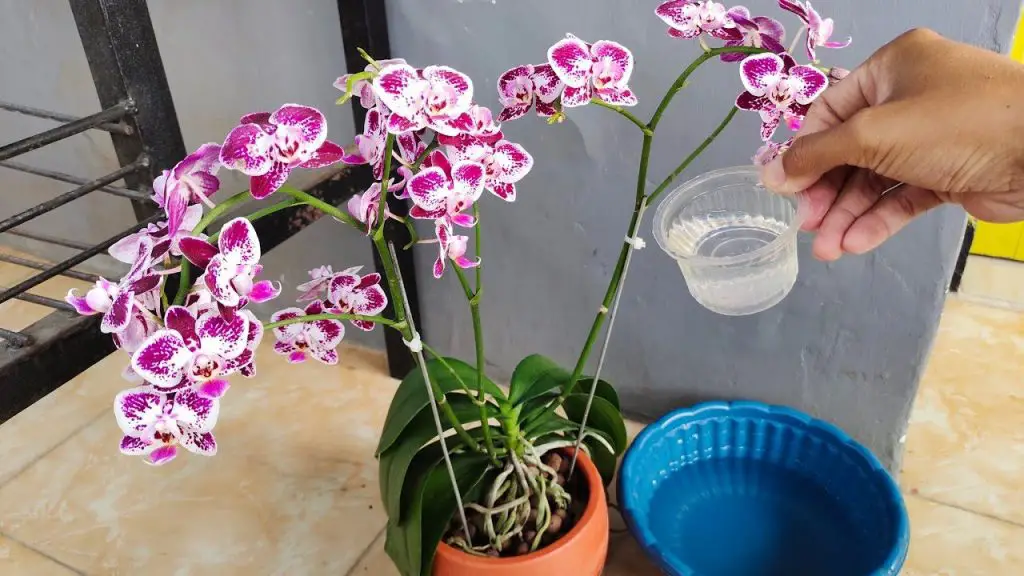 Cómo hacer un fertilizante líquido con ajo – Mis Consejos Jardinería